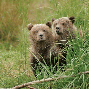 Sloth (USA-2) : Bears